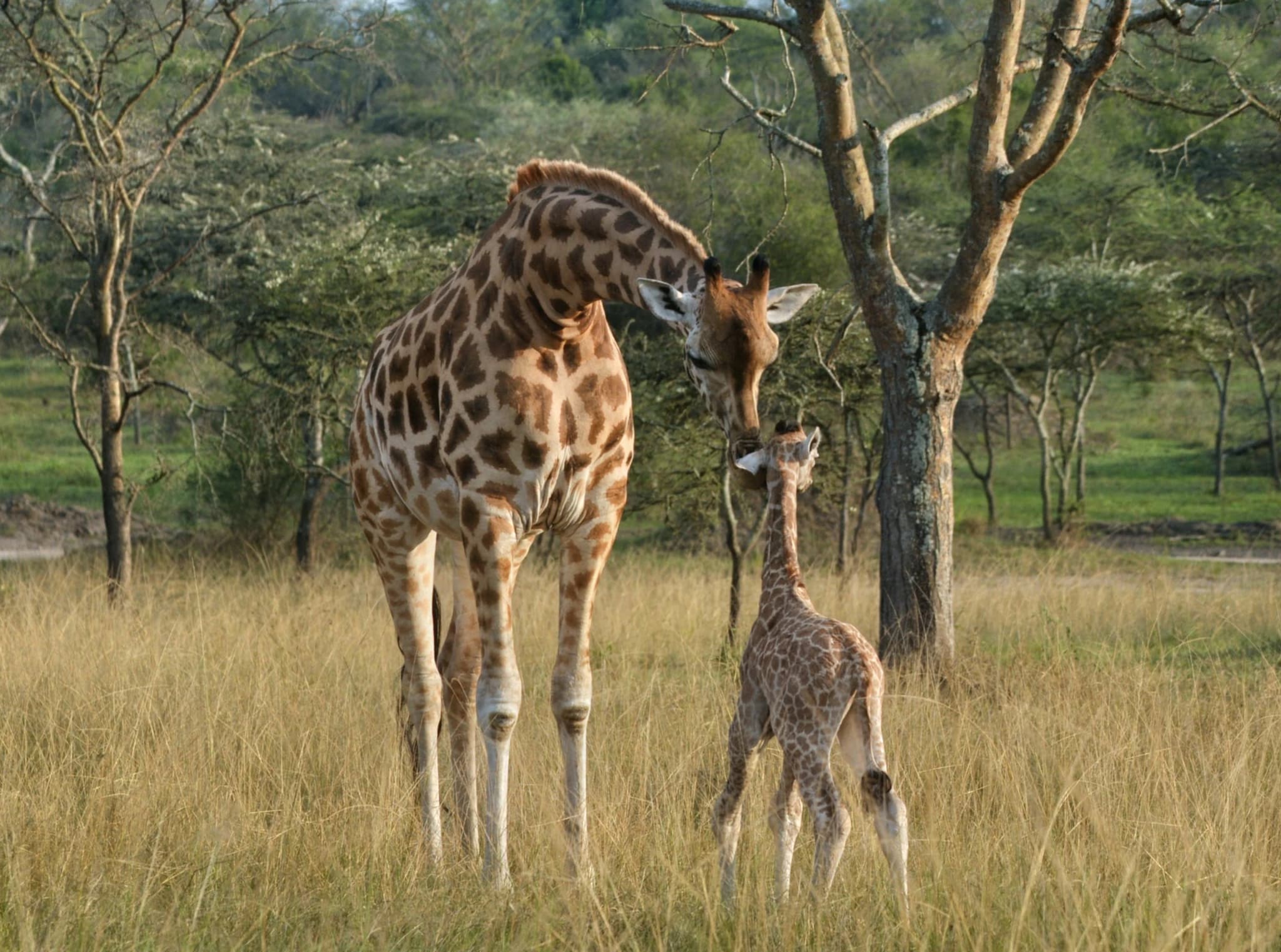 Kidepo Valley National Park