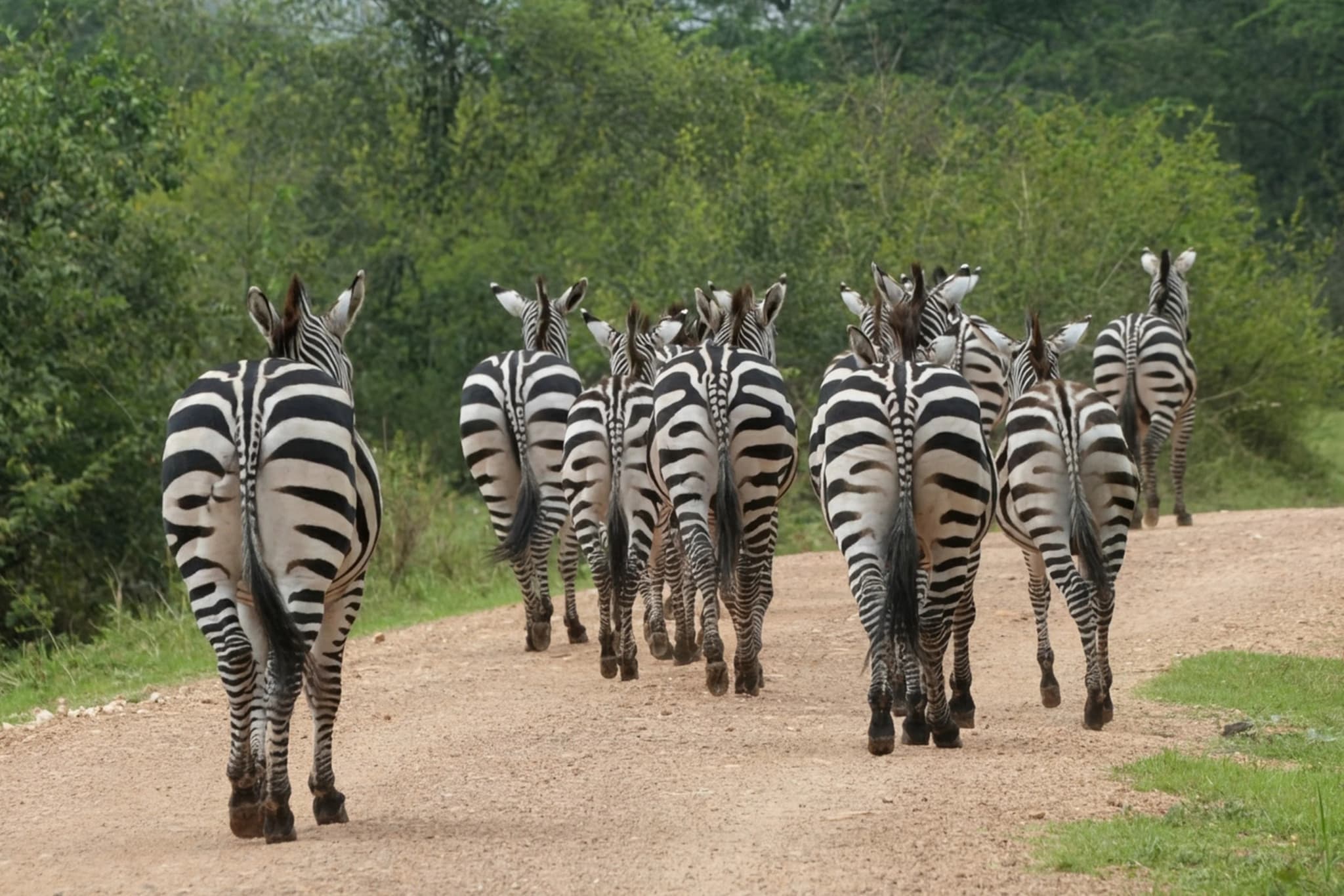 12-Days North-West Uganda