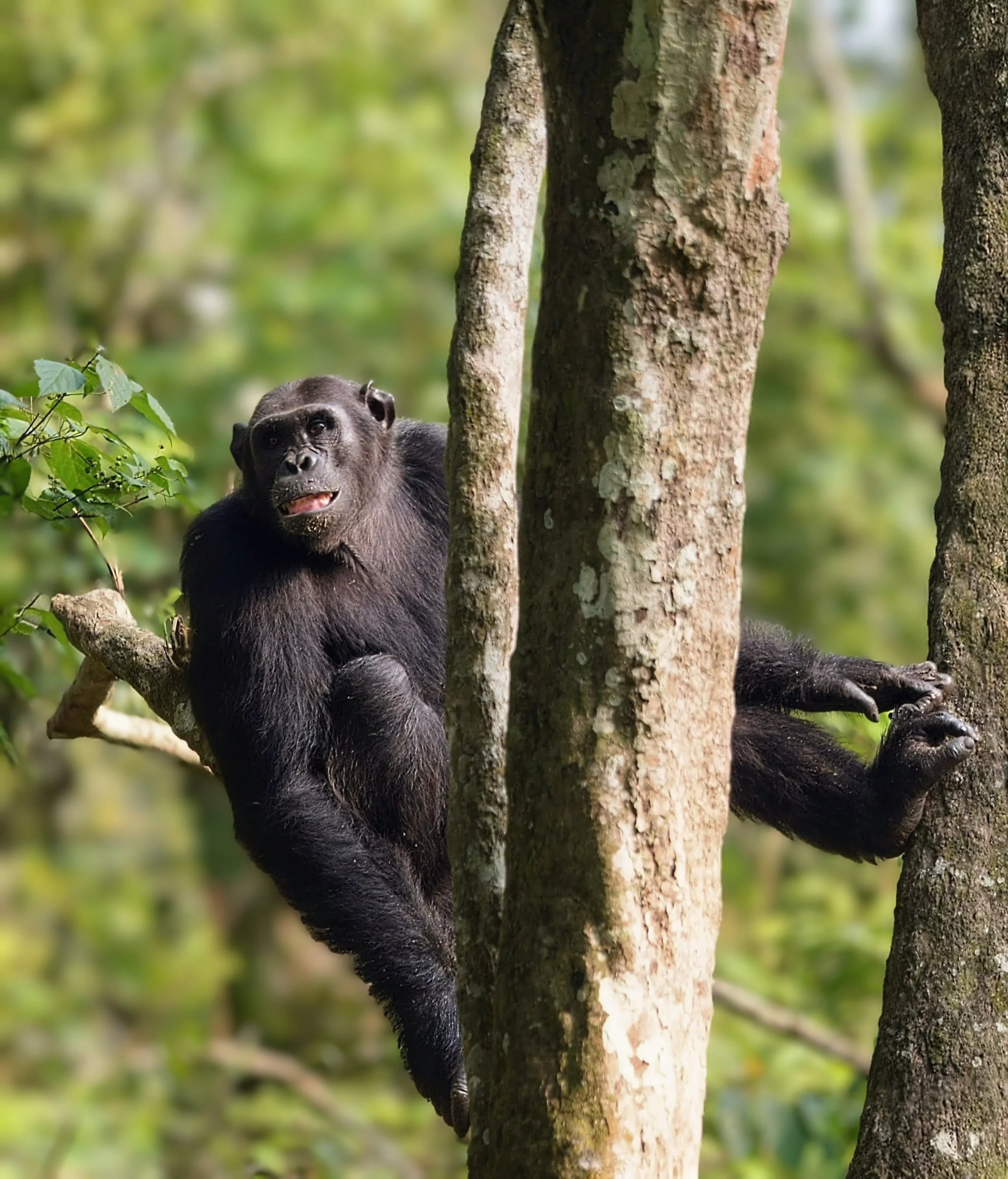 5-Days of Chimps & Queen Elizabeth