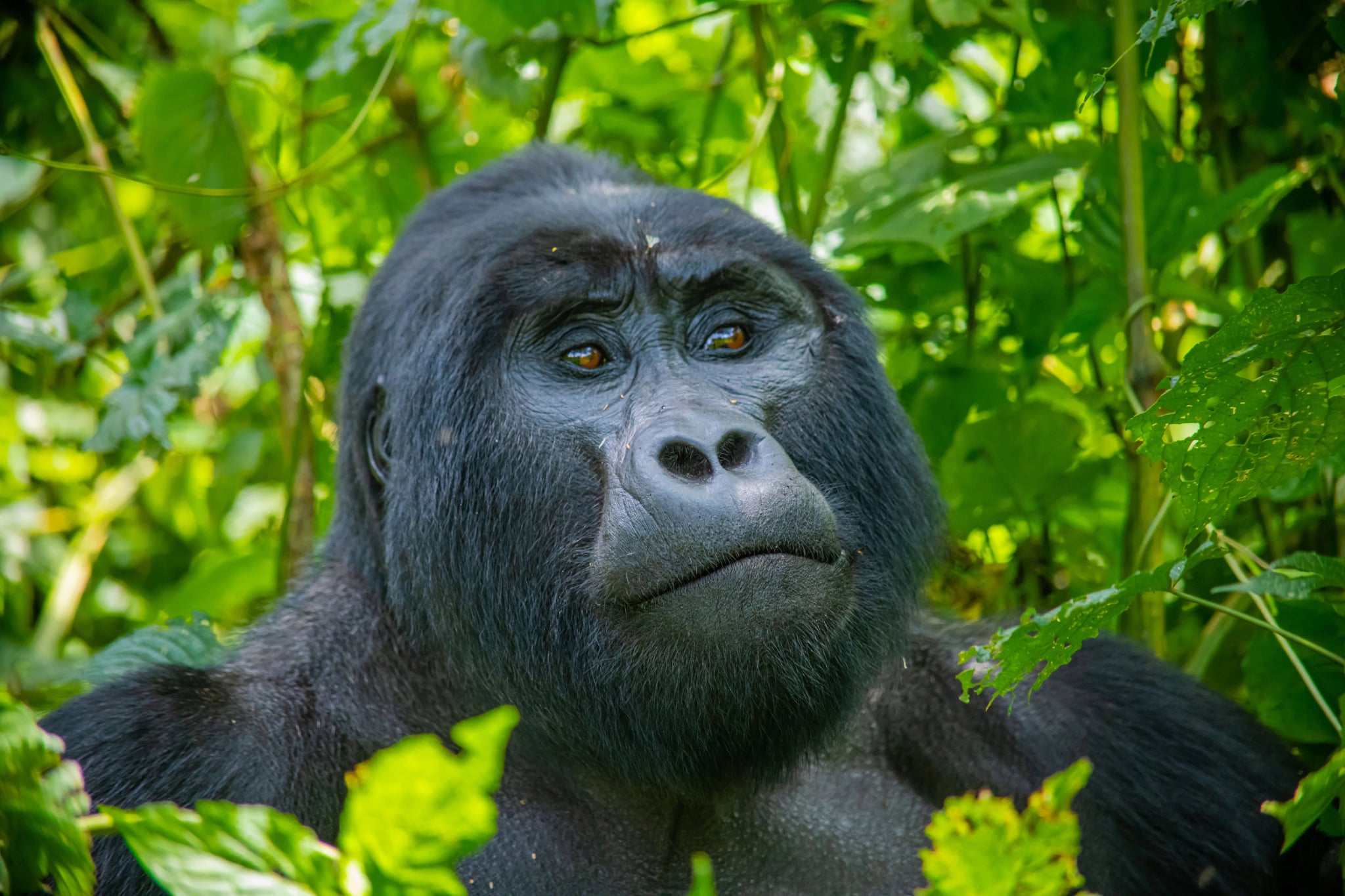 6-Days Primates & Safari