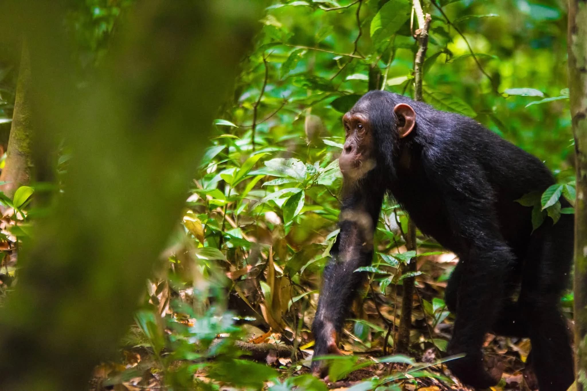 Kibale National Park