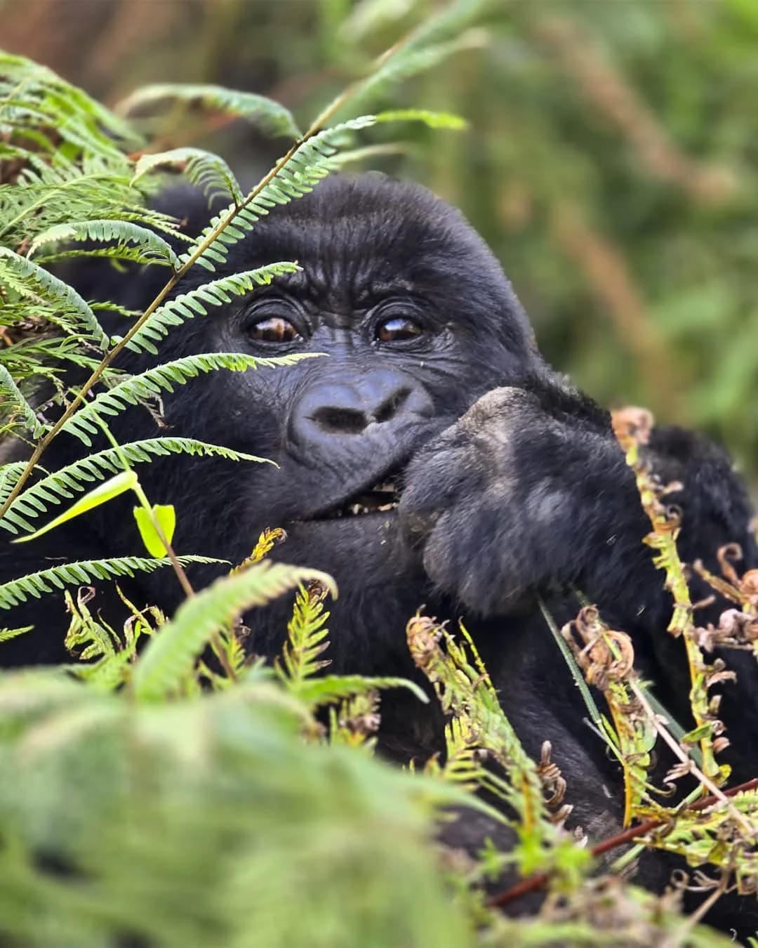 Bwindi Impenetrable National Park