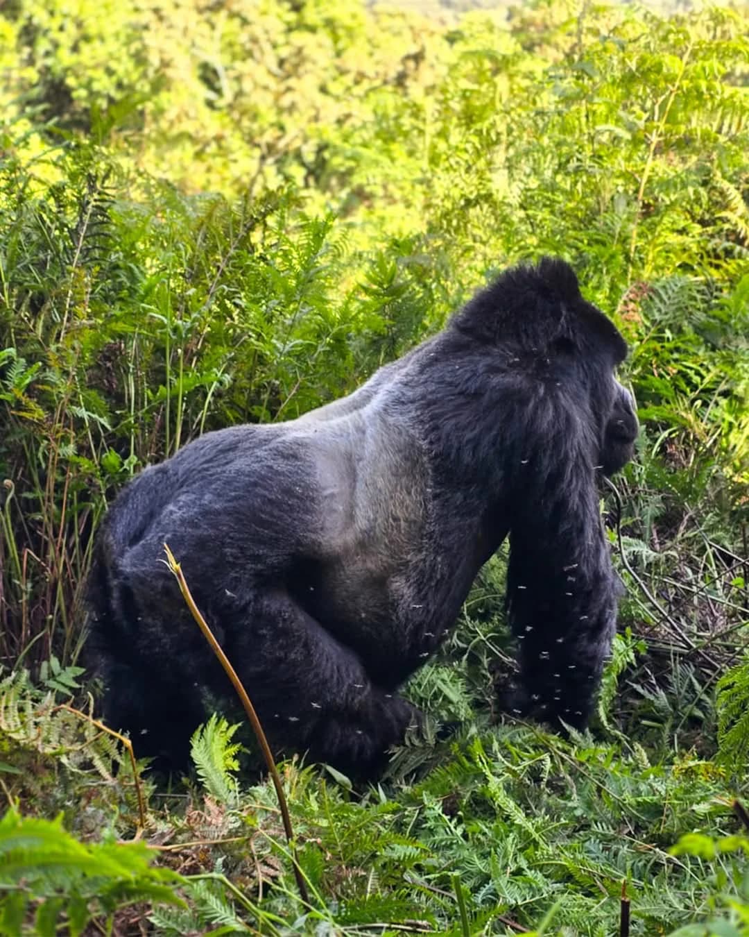 Mgahinga Gorilla National Park